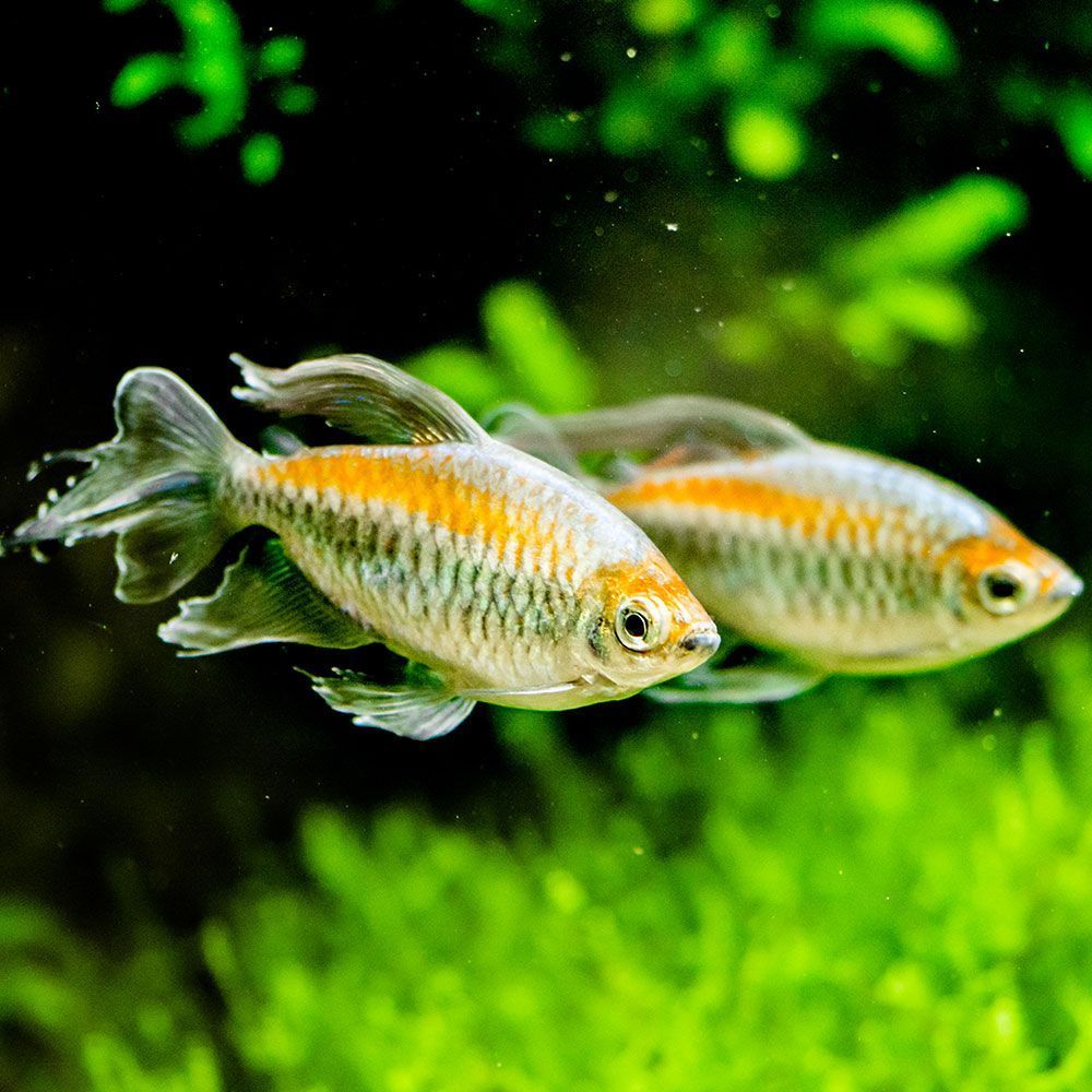 2 congo tetras swimming together