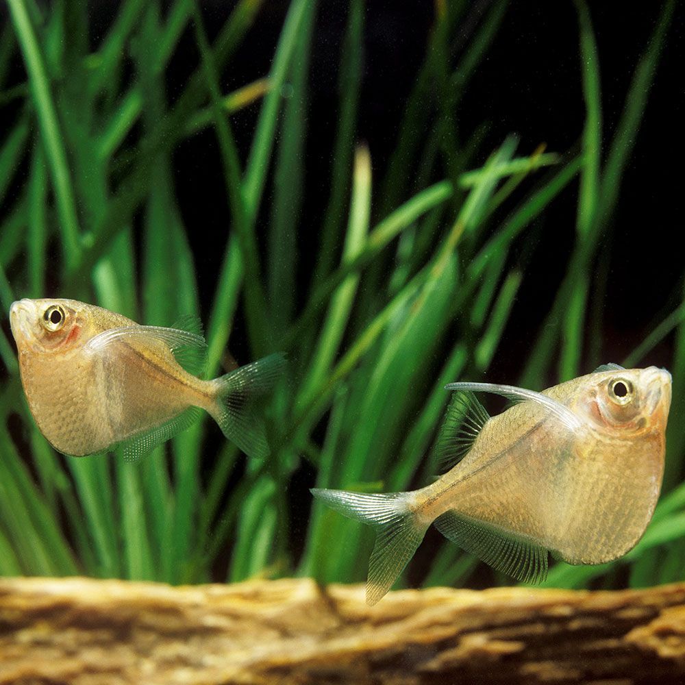 2 freshwater hatchetfish