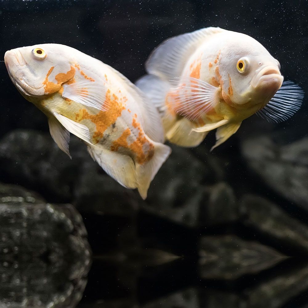 2 oscar fish in aquarium