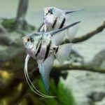 2 zebra angelfish