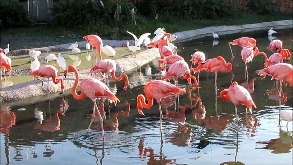 Miami Seaquarium Caribbean Flamingos