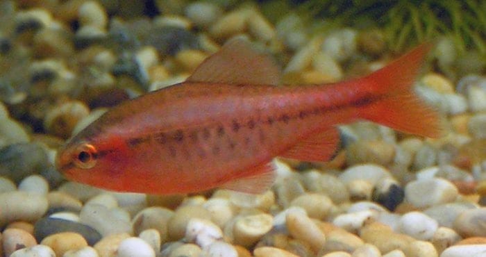 Most Popular Freshwater Fish