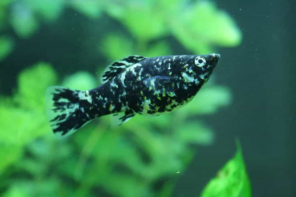 Most Popular Freshwater Fish
