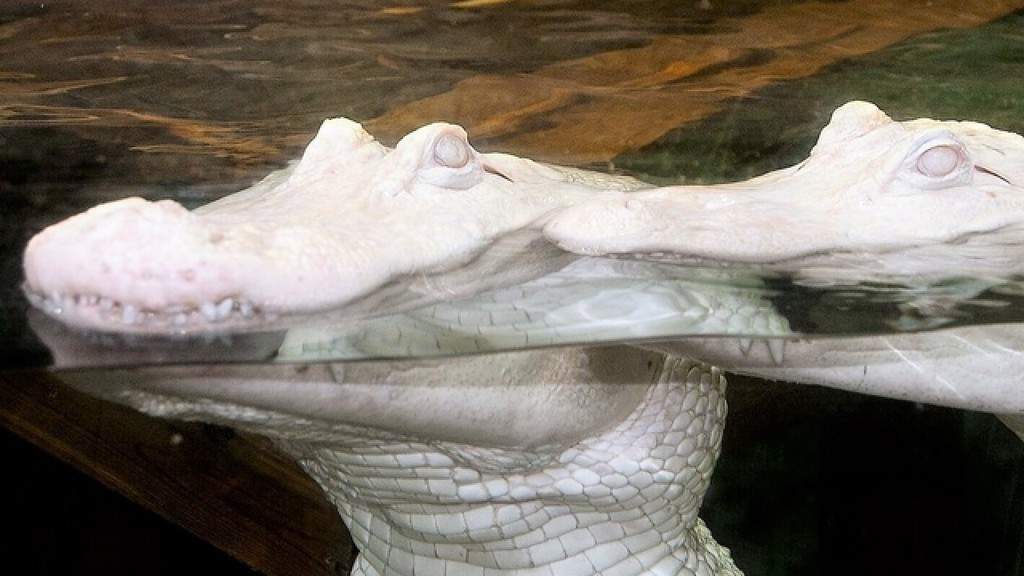 Newport Aquarium White Alligator