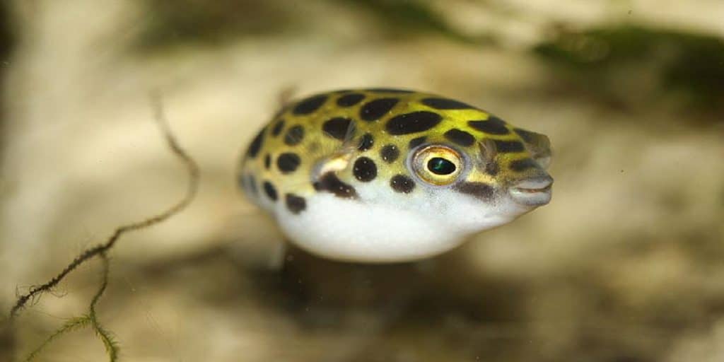 green spotted pufferfish