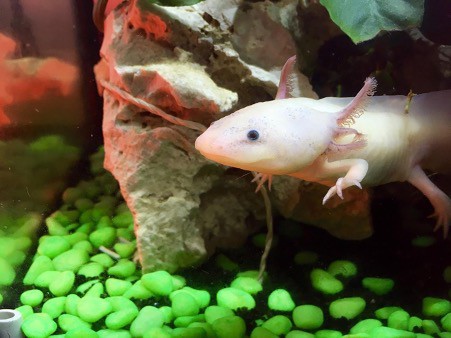 Axolotls Appearance Types Facts Food And Much More 21