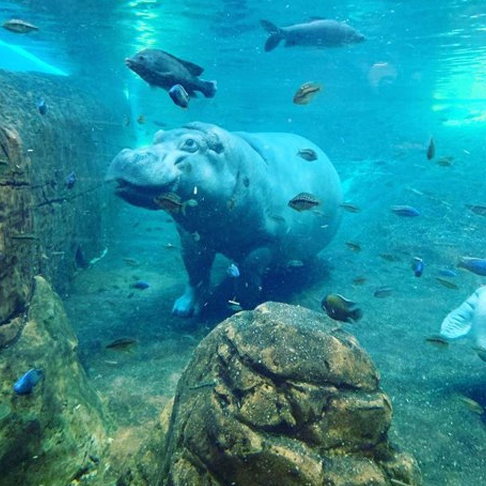 Hippo underwater