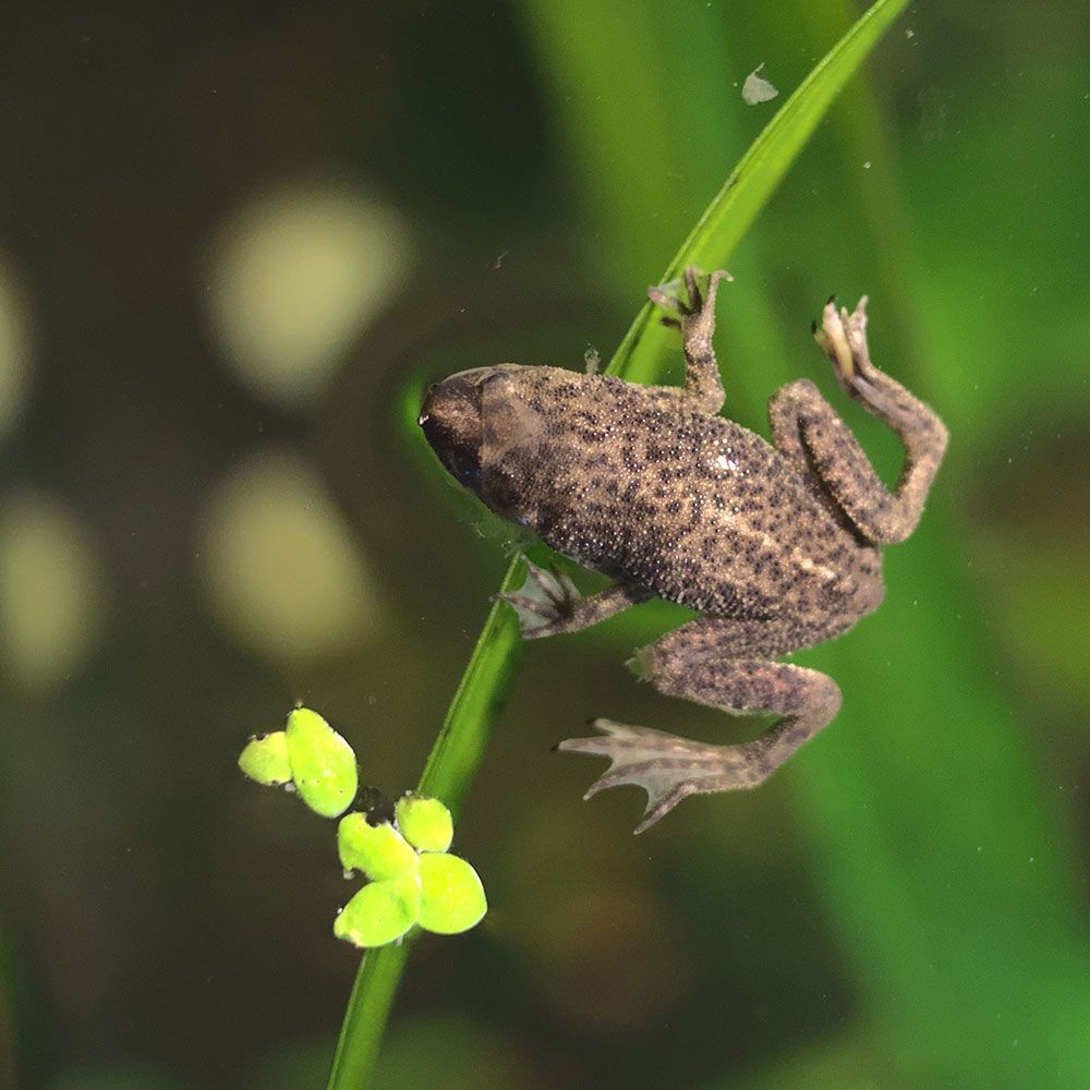 African dwarf frog