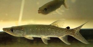 African Pike