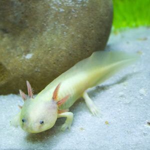 Albino axolotl