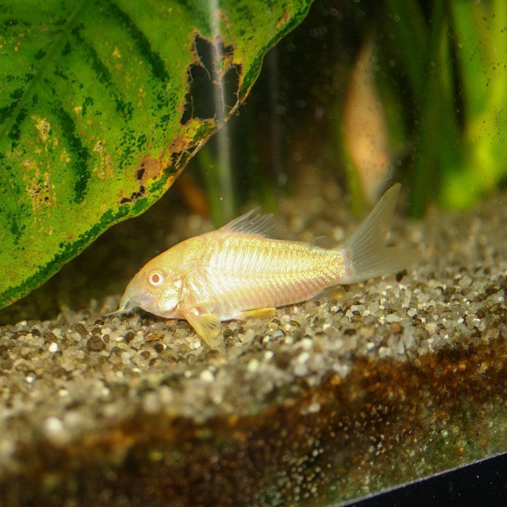 Albino corydoras catfish