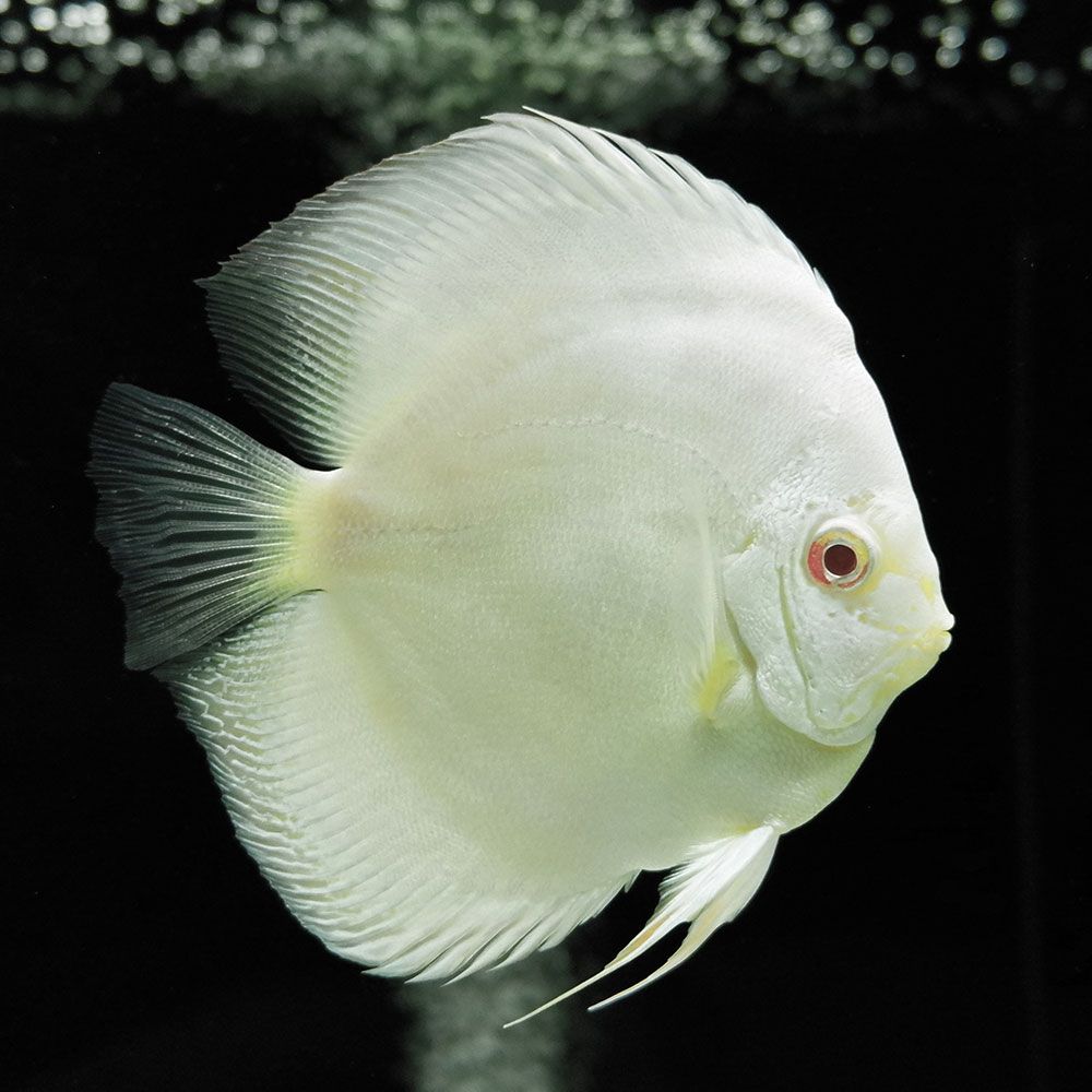 Albino discus fish