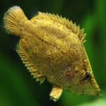 Amazon leaf fish