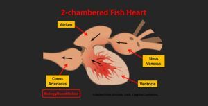 Anatomy of a fish heart