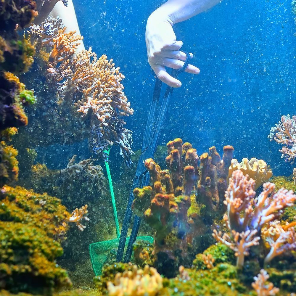 Two hands cleaning aquarium
