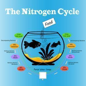 Fish tank nitrogen cycle illustration