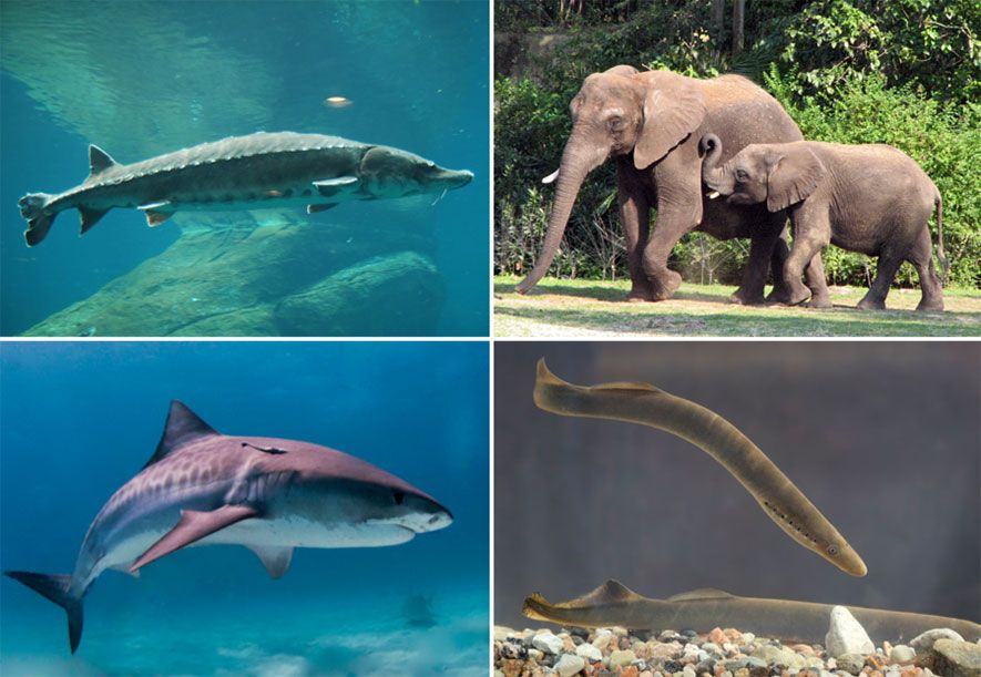 Are fish mammals? A collage of fish, shark, elephant and eel