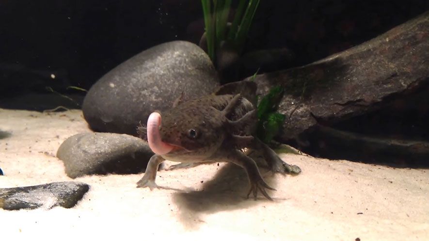 Black axolotl eating earthworm