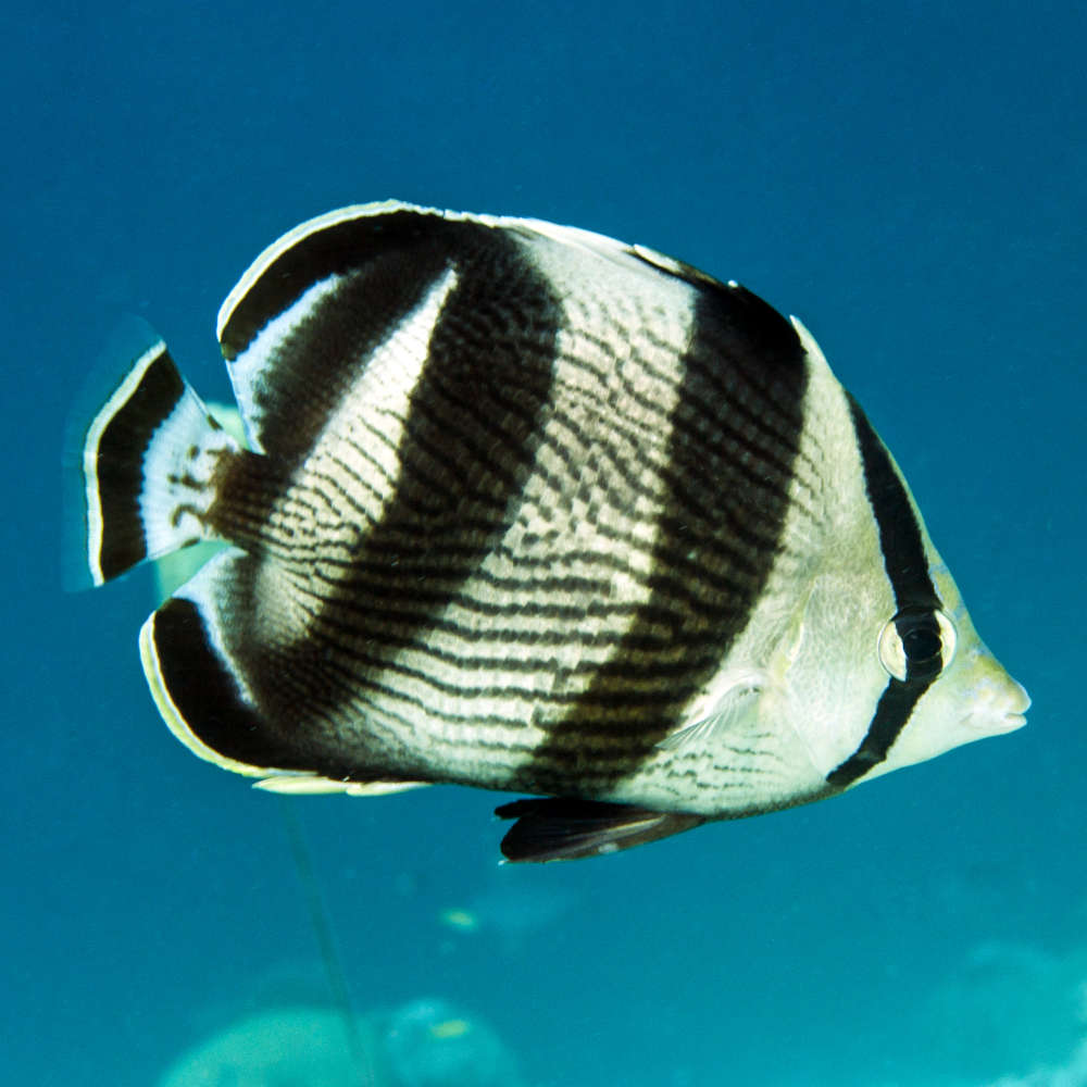 Banded butterflyfish