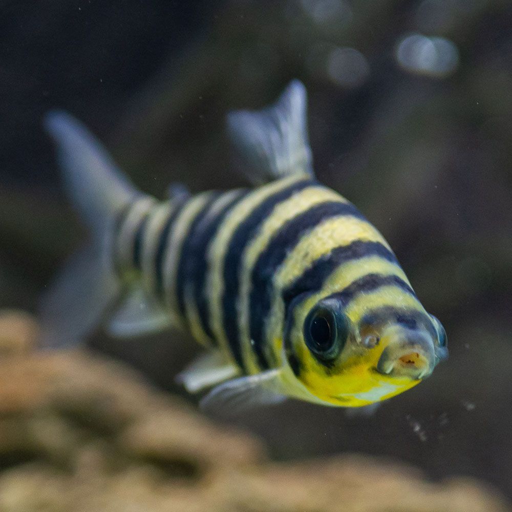Banded leporinus front facing