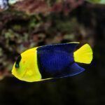 Bicolor angelfish closeup
