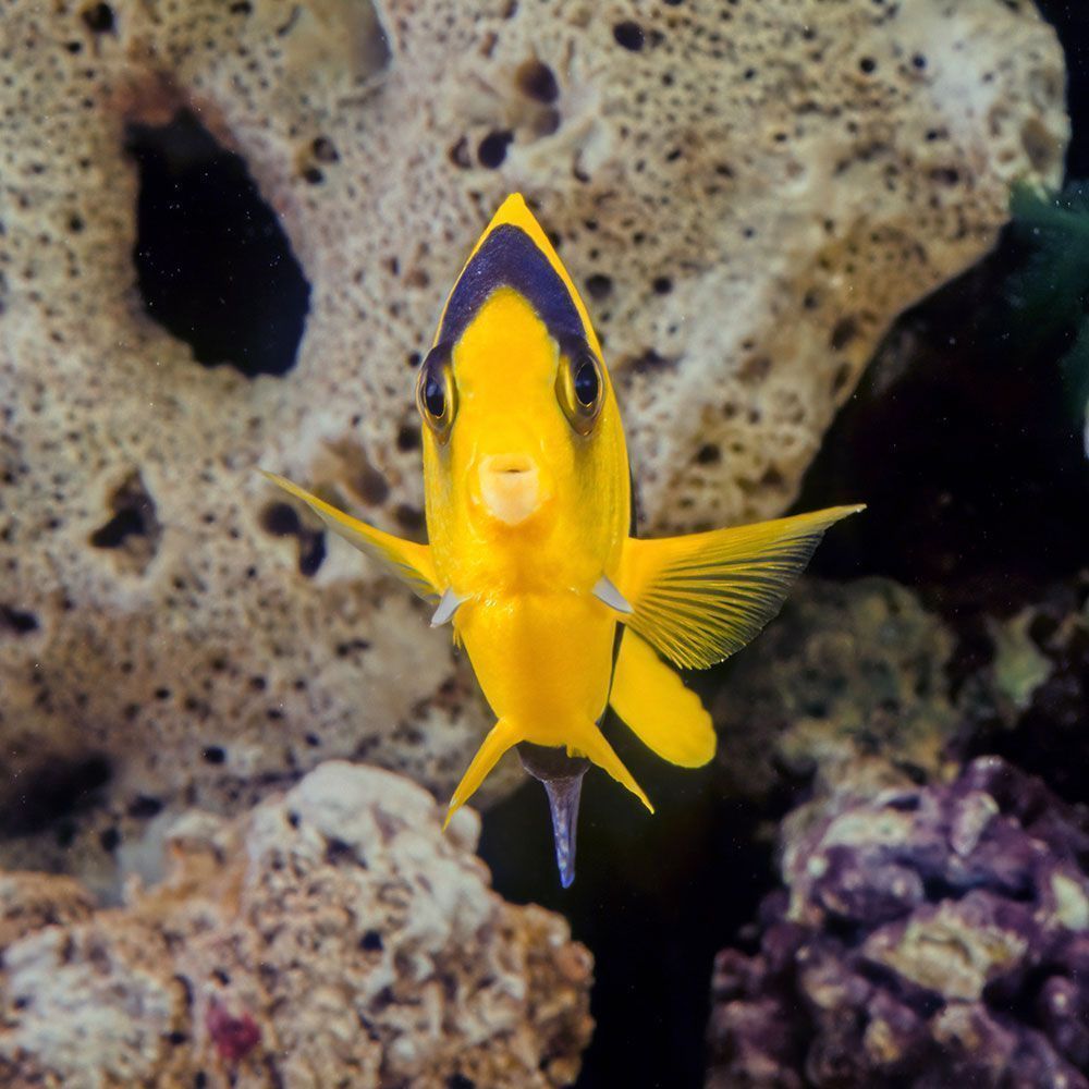 Bicolor angelfish swimming towards camera