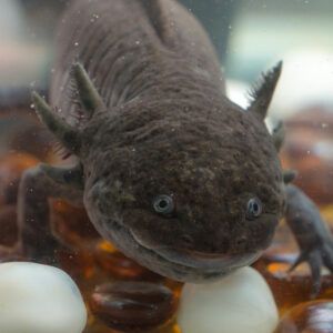 Black axolotl
