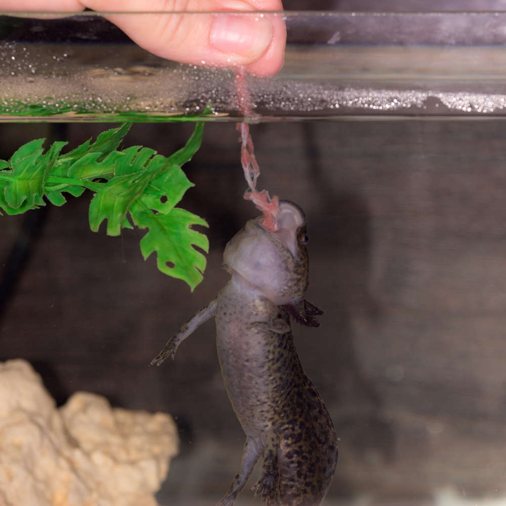Melanoid axolotl feeding time