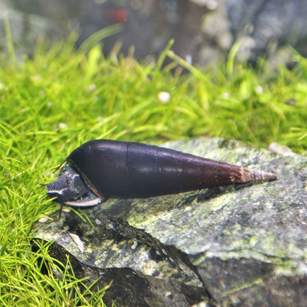 Black devil snail