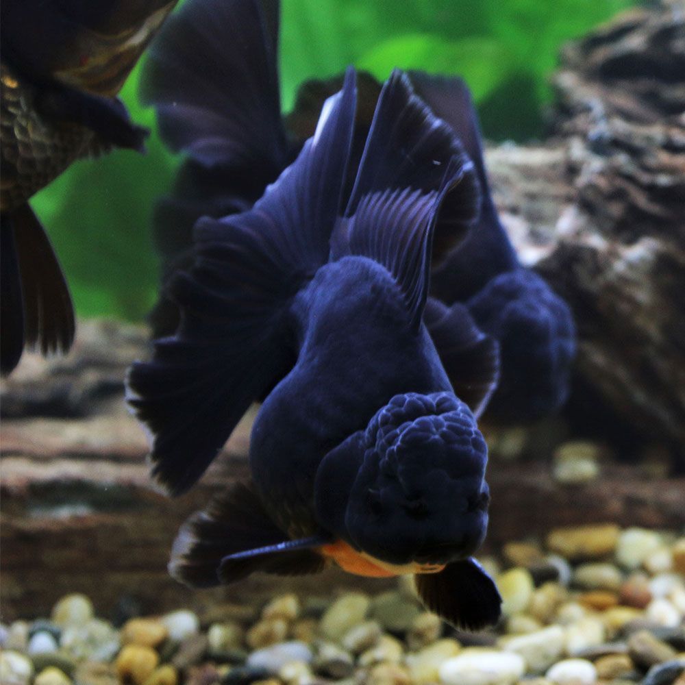 Black oranda goldfish