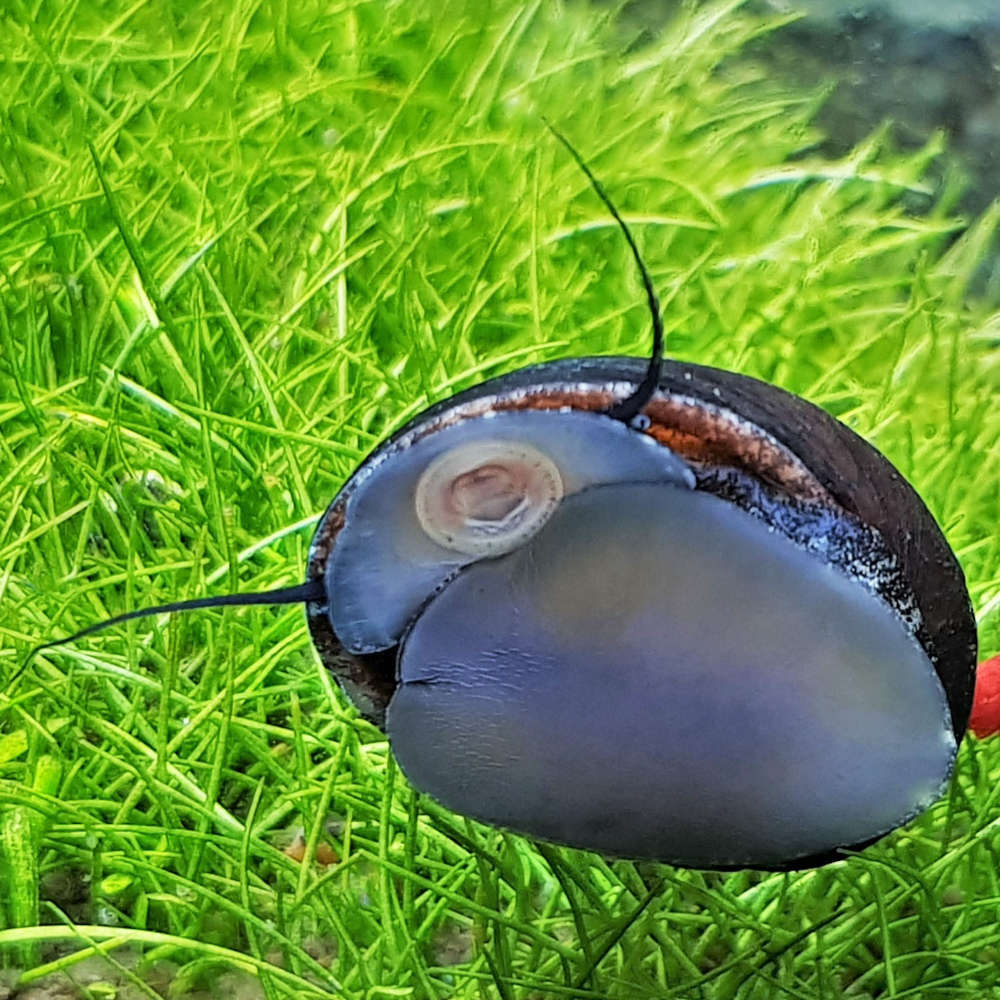 Black racer nerite snail