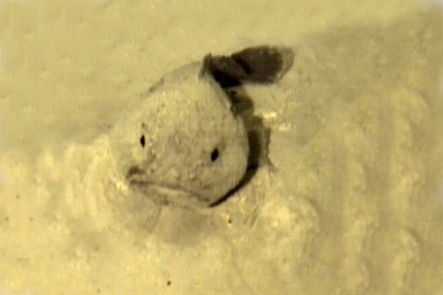 blobfish swimming near the seabed