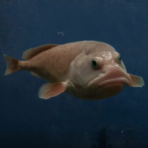 Blobfish underwater deep sea