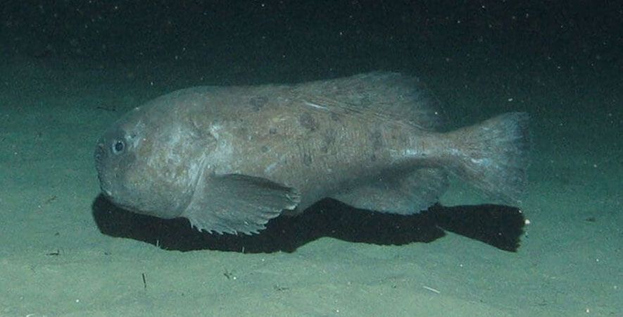 Underwater blobfish