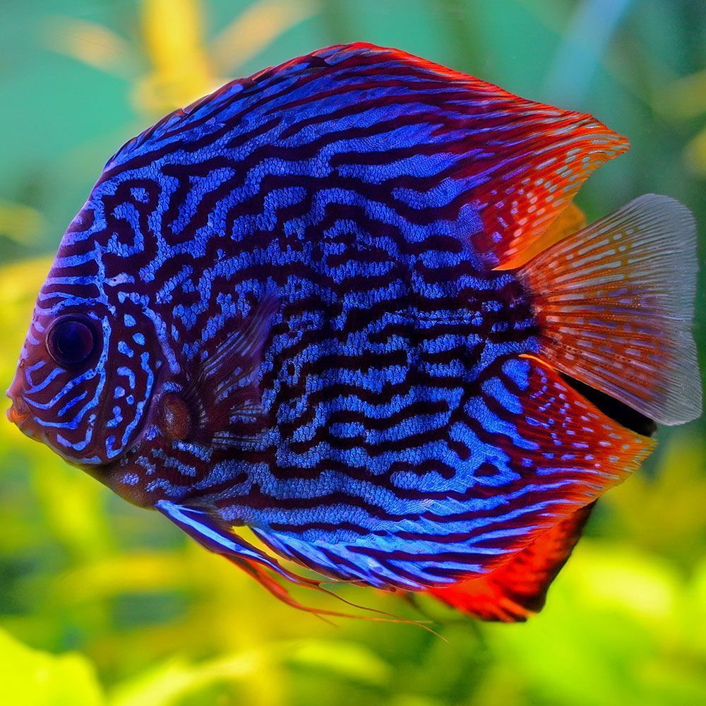 Blue discus fish closeup
