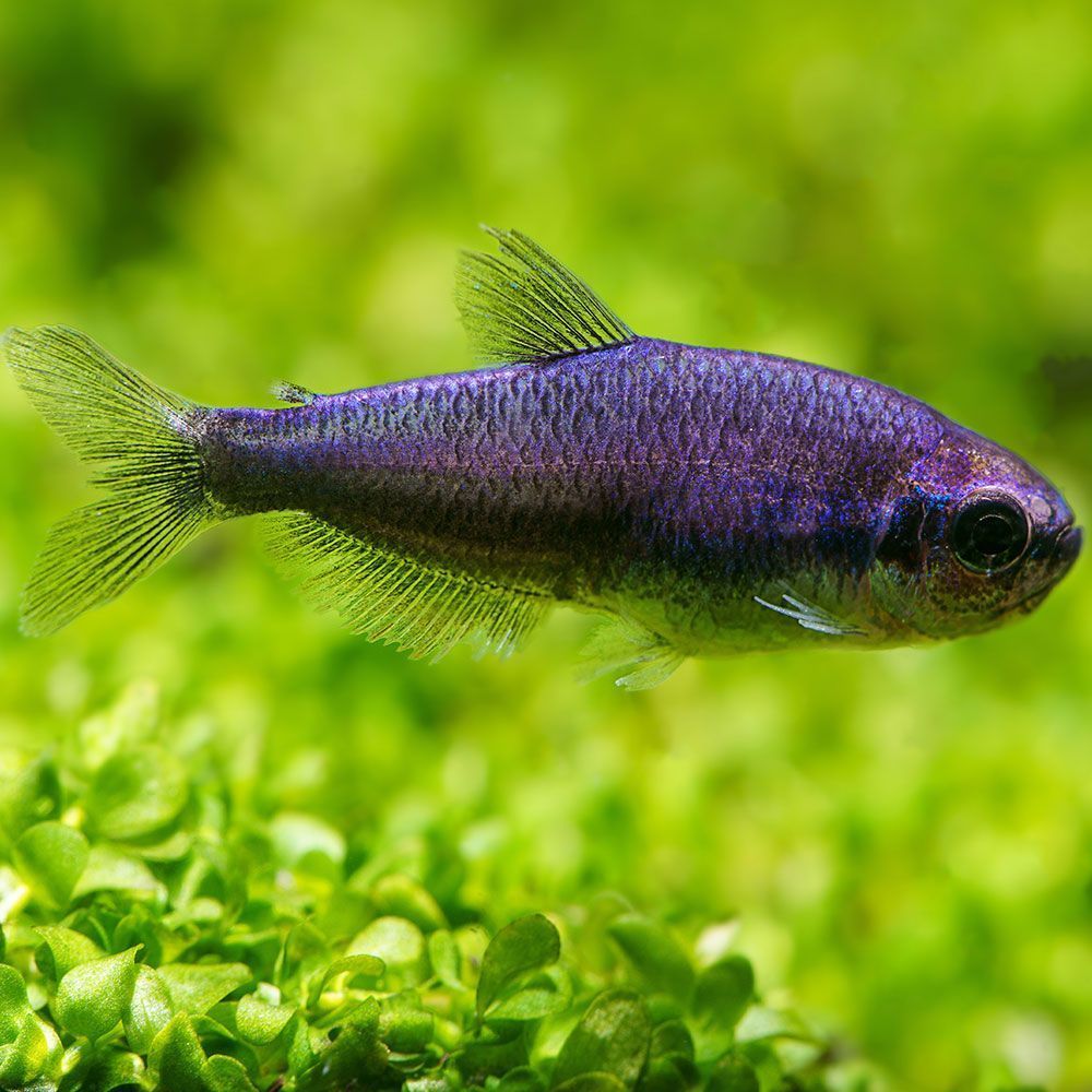 Blue emperor tetra in an aquarium