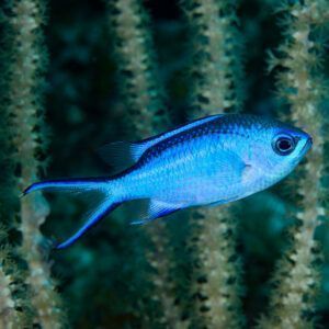 Blue reef chromis closeup