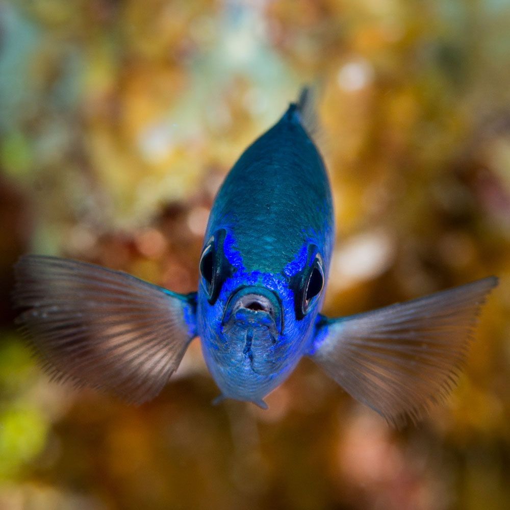 Blue reef chromis swimming towards camera