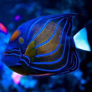 Blue ring angelfish closeup