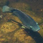 Top view of blue tilapia in wild river