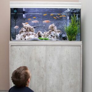 A boy watching 20 gallon aquarium