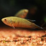 Brown spike-tailed paradise fish closeup
