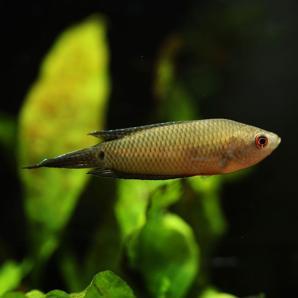 Brown spike-tailed paradise fish in a tank
