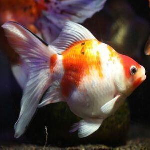 Tamasaba goldfish closeup