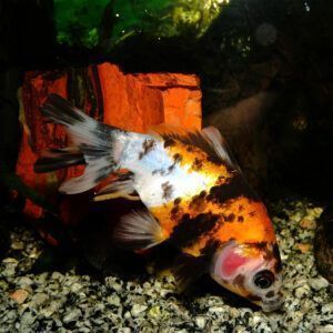 Calico wakin goldfish