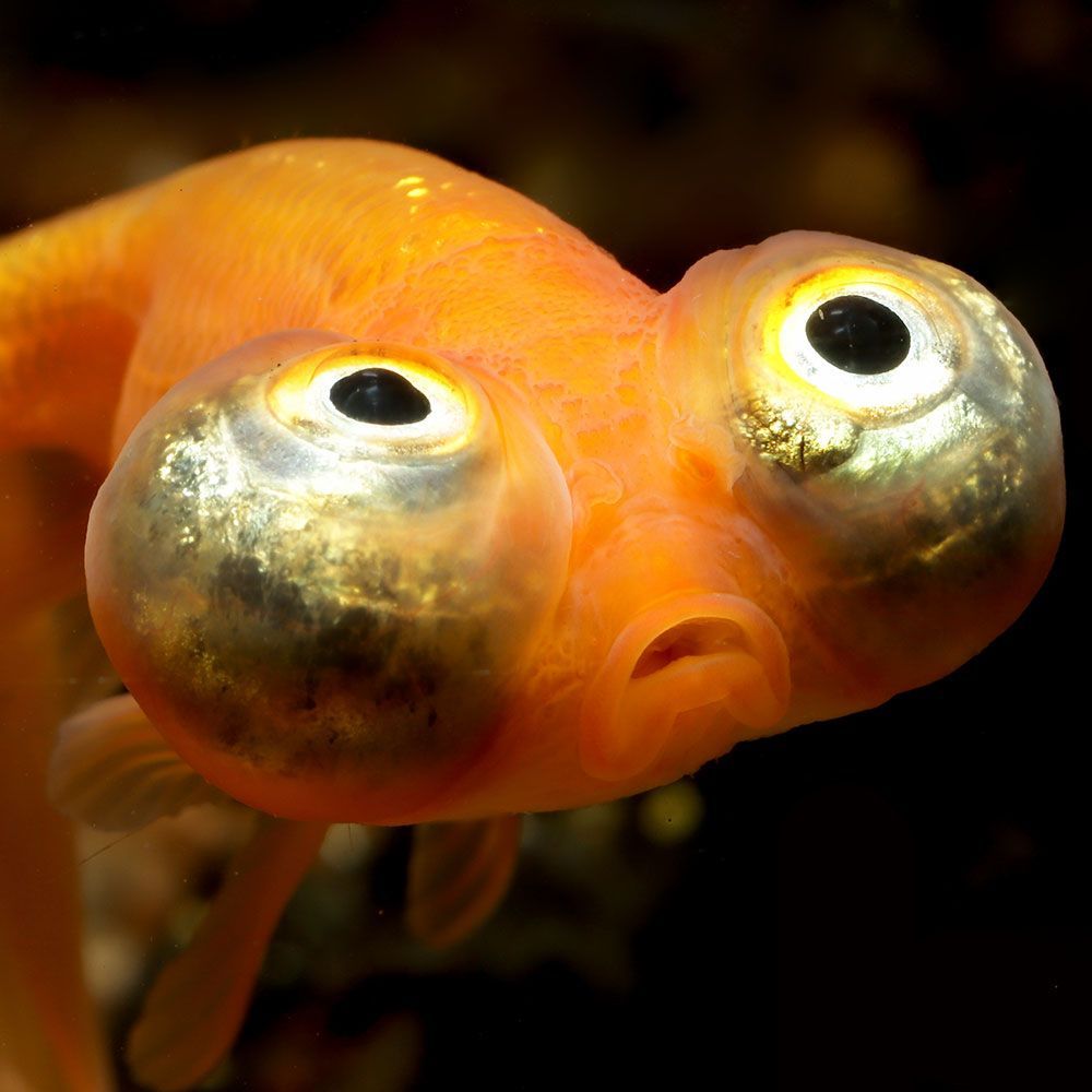 Celestial eye goldfish