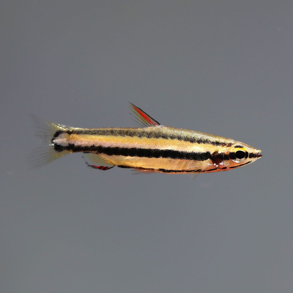 Characiformes (dwarf pencilfish closeup)