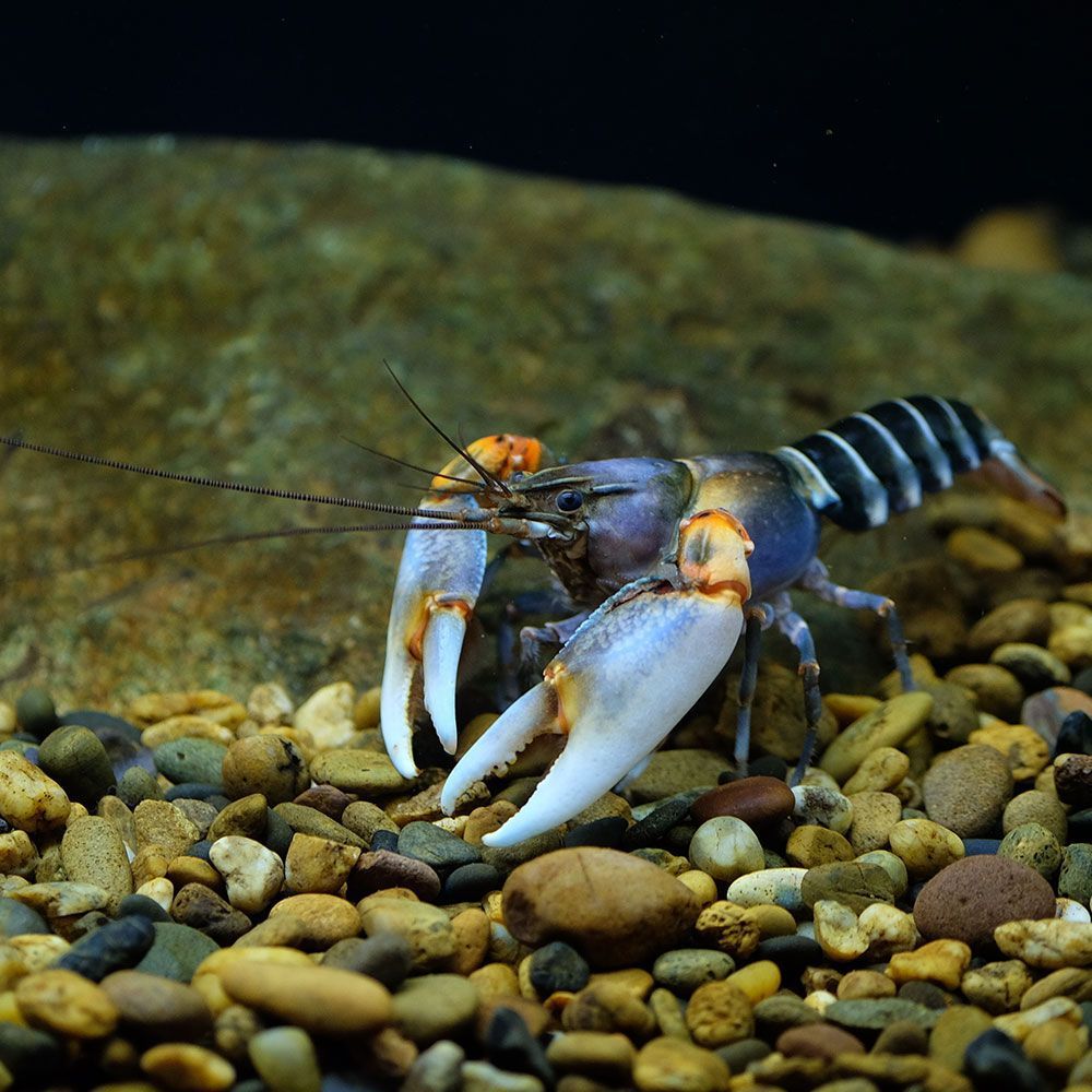 Cherax zebra crayfish