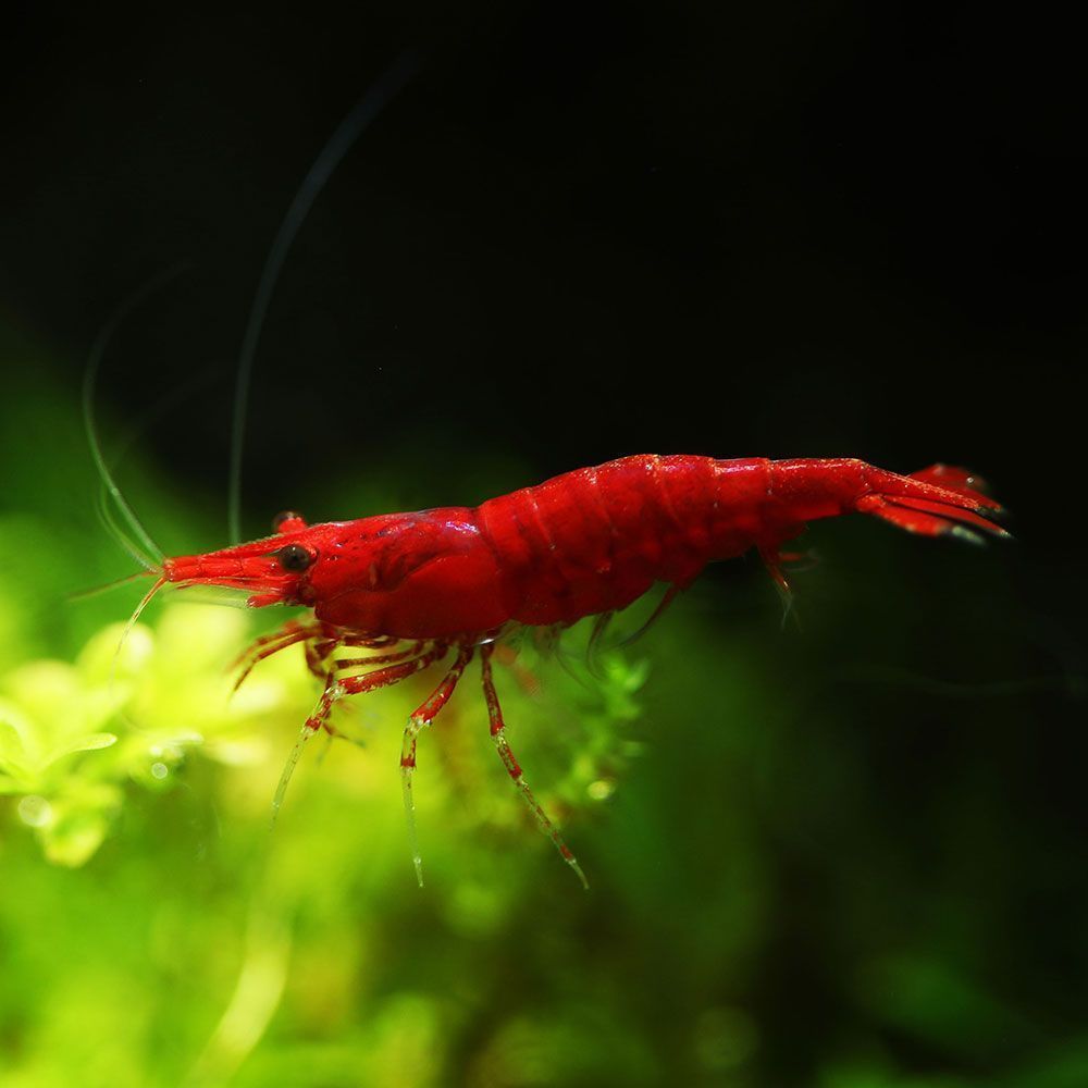 Cherry red shrimp