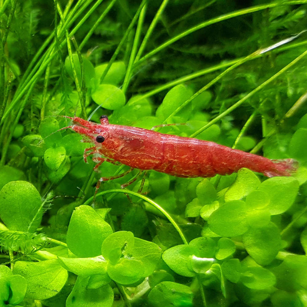 Cherry shrimp
